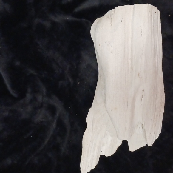 Petrified wood - Picture 7 of 16